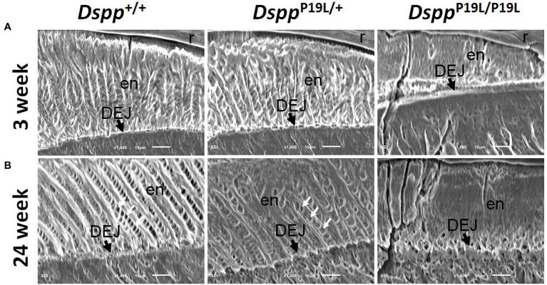 https://cdn.ncbi.nlm.nih.gov/pmc/blobs/6af7/8497714/7d0c96da883f/fphys-12-724098-g005.jpg