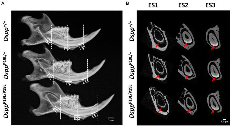 https://cdn.ncbi.nlm.nih.gov/pmc/blobs/6af7/8497714/ab2f436e2b57/fphys-12-724098-g001.jpg