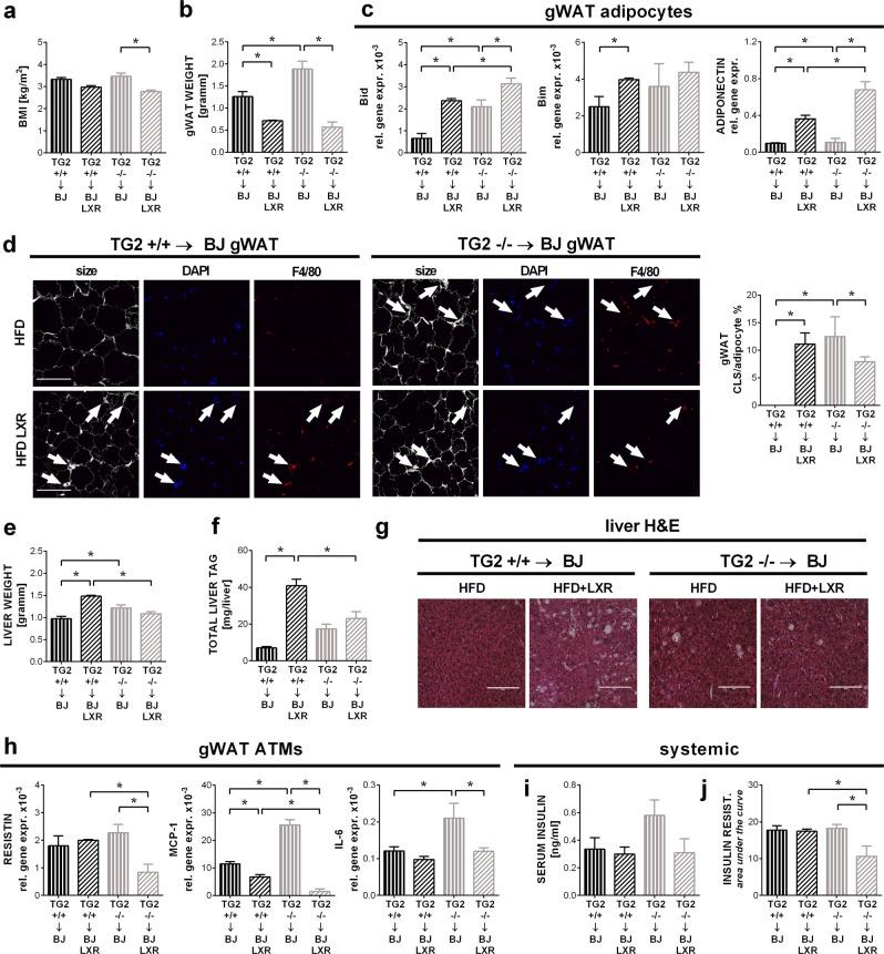 https://cdn.ncbi.nlm.nih.gov/pmc/blobs/6af8/6549190/63a42e59ac68/41419_2019_1677_Fig5_HTML.jpg