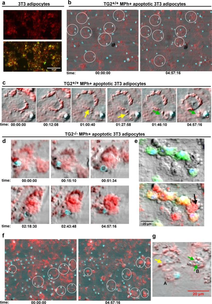 https://cdn.ncbi.nlm.nih.gov/pmc/blobs/6af8/6549190/b5544d3f72e3/41419_2019_1677_Fig3_HTML.jpg