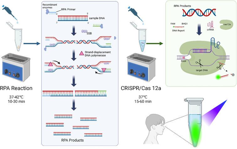 https://cdn.ncbi.nlm.nih.gov/pmc/blobs/6af9/12343600/cdd3ea291855/fcimb-15-1640938-g001.jpg