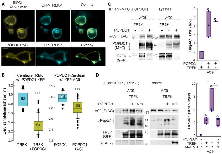 https://cdn.ncbi.nlm.nih.gov/pmc/blobs/6afa/9724675/09ae6e93195b/EMBR-23-e55208-g007.jpg