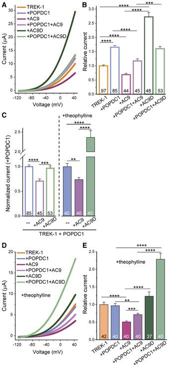 https://cdn.ncbi.nlm.nih.gov/pmc/blobs/6afa/9724675/ae0bbb95bd69/EMBR-23-e55208-g003.jpg