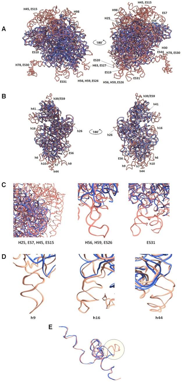 https://cdn.ncbi.nlm.nih.gov/pmc/blobs/6afd/8860606/54595868d31c/gkac046fig2.jpg