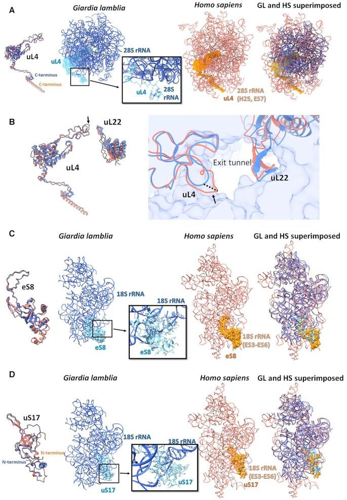 https://cdn.ncbi.nlm.nih.gov/pmc/blobs/6afd/8860606/d2f8a29cb549/gkac046fig4.jpg