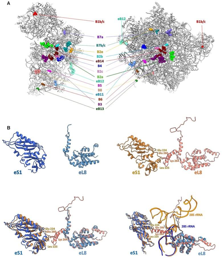https://cdn.ncbi.nlm.nih.gov/pmc/blobs/6afd/8860606/da18754399ac/gkac046fig5.jpg