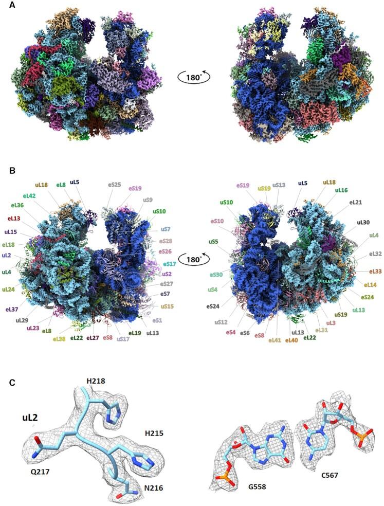 https://cdn.ncbi.nlm.nih.gov/pmc/blobs/6afd/8860606/ef600d226ceb/gkac046fig1.jpg
