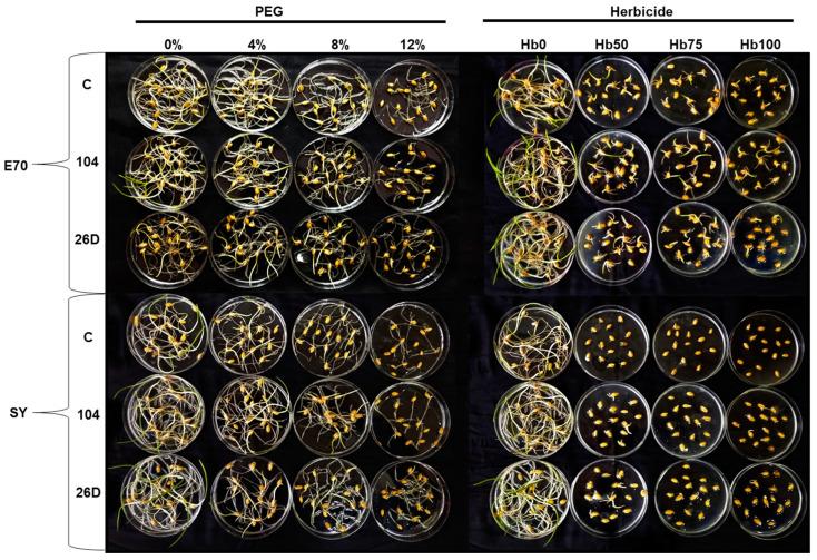 https://cdn.ncbi.nlm.nih.gov/pmc/blobs/6b01/10144775/6d69acf98b06/plants-12-01724-g002.jpg