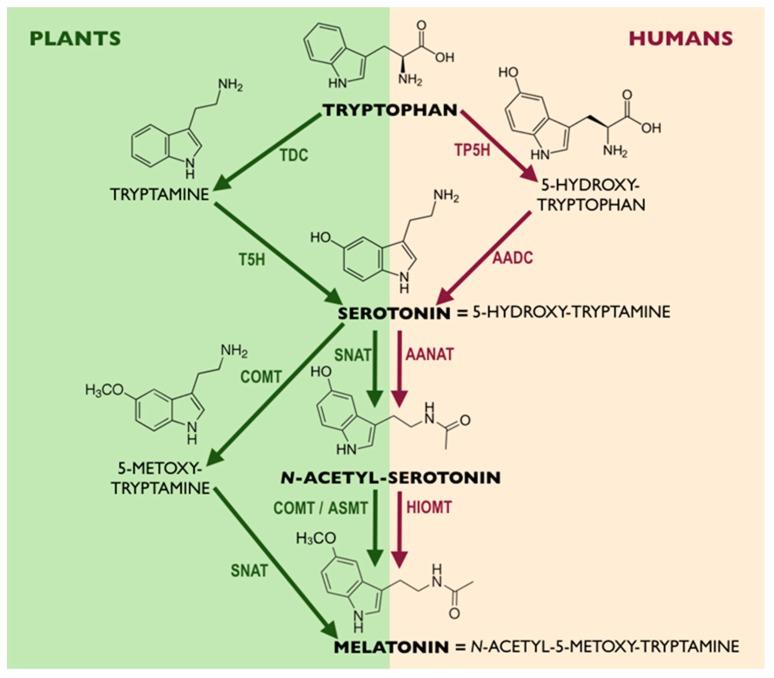 https://cdn.ncbi.nlm.nih.gov/pmc/blobs/6b01/6678868/d9218e03f763/cells-08-00681-g003.jpg