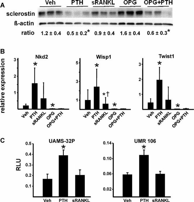 https://cdn.ncbi.nlm.nih.gov/pmc/blobs/6b03/3179285/a0dd5cf3c950/jbmr0025-2427-f5.jpg