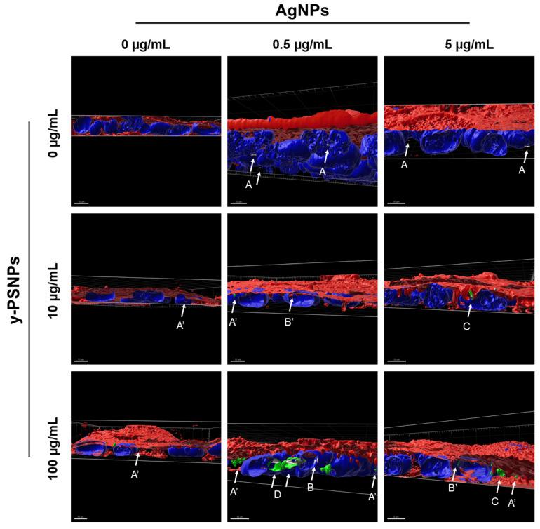 https://cdn.ncbi.nlm.nih.gov/pmc/blobs/6b03/8227673/2bedf5067b7b/biomolecules-11-00859-g005.jpg