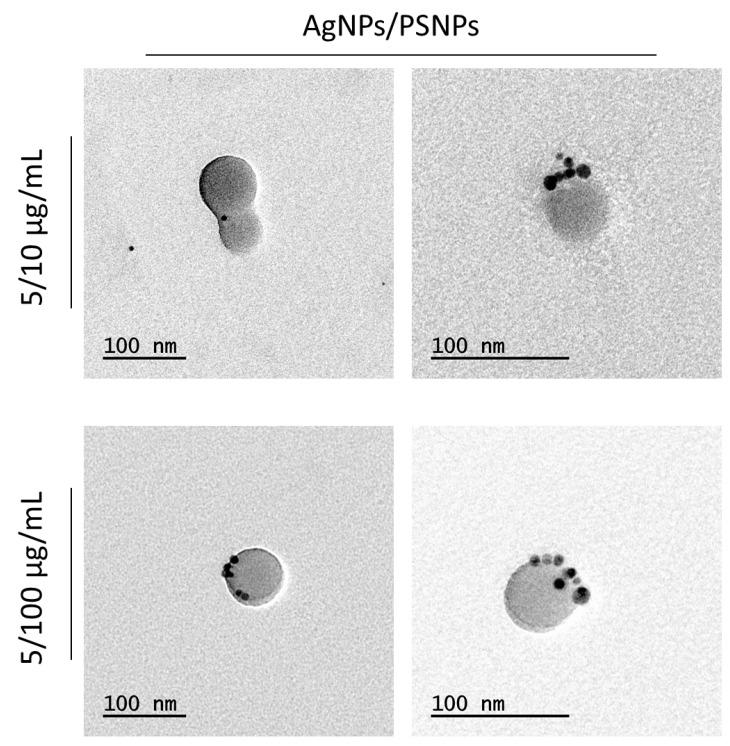 https://cdn.ncbi.nlm.nih.gov/pmc/blobs/6b03/8227673/833cfebc8bc9/biomolecules-11-00859-g002.jpg