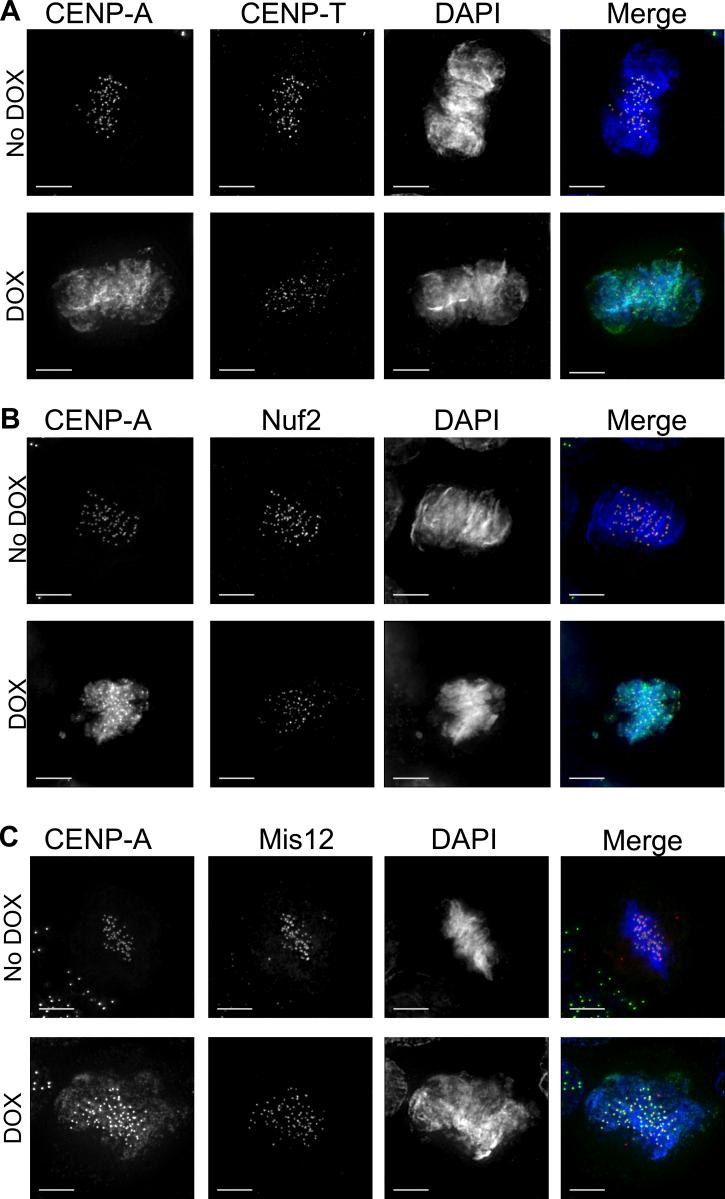https://cdn.ncbi.nlm.nih.gov/pmc/blobs/6b07/7905998/89f1d7732354/JCB_202007195_FigS3.jpg