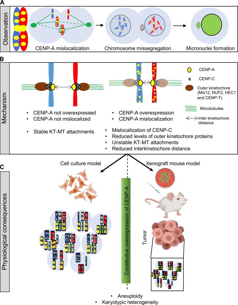 https://cdn.ncbi.nlm.nih.gov/pmc/blobs/6b07/7905998/a2e584ffd1d1/JCB_202007195_Fig9.jpg
