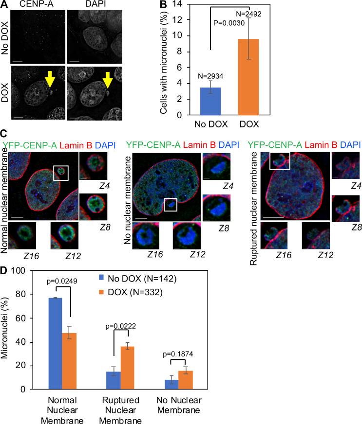 https://cdn.ncbi.nlm.nih.gov/pmc/blobs/6b07/7905998/d4836ebcb742/JCB_202007195_Fig2.jpg