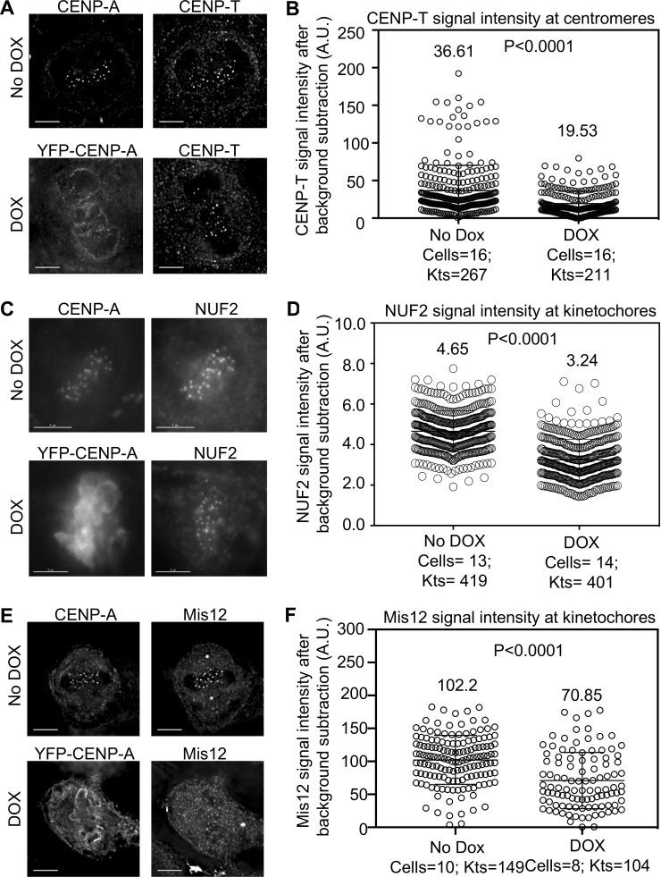 https://cdn.ncbi.nlm.nih.gov/pmc/blobs/6b07/7905998/ee53d0c1a106/JCB_202007195_Fig3.jpg