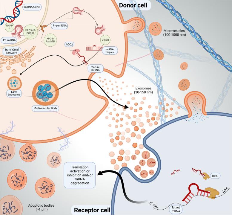 https://cdn.ncbi.nlm.nih.gov/pmc/blobs/6b0e/11106895/4b20f688b72f/12575_2024_241_Fig1_HTML.jpg