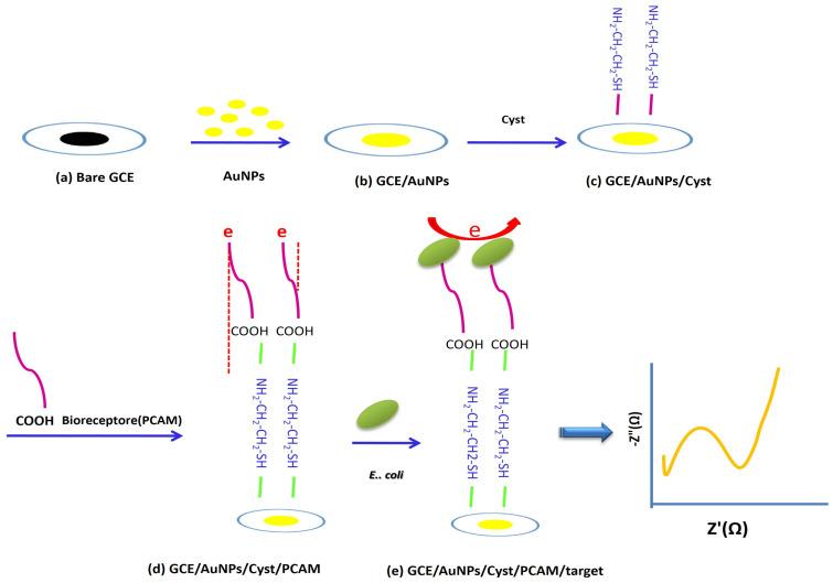 https://cdn.ncbi.nlm.nih.gov/pmc/blobs/6b11/10296727/bf47ef6d4470/biosensors-13-00619-sch001.jpg