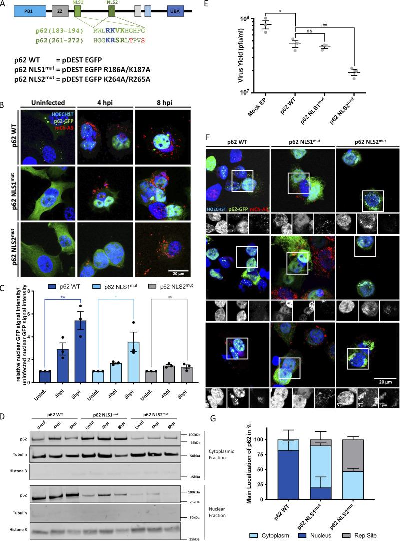 https://cdn.ncbi.nlm.nih.gov/pmc/blobs/6b12/11076808/107d9ba89df9/jcb_202104129_fig3.jpg