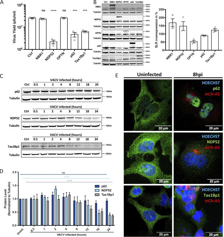 https://cdn.ncbi.nlm.nih.gov/pmc/blobs/6b12/11076808/7c33cfd9f404/jcb_202104129_fig1.jpg