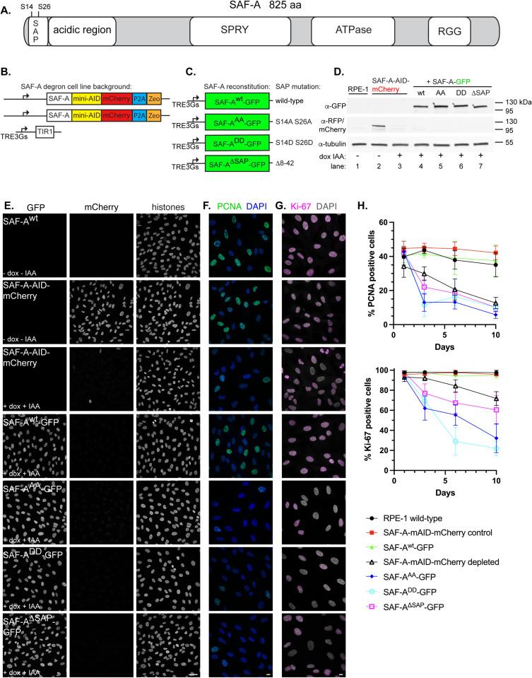 https://cdn.ncbi.nlm.nih.gov/pmc/blobs/6b12/12176297/7a63966b2d04/pgen.1011719.g001.jpg