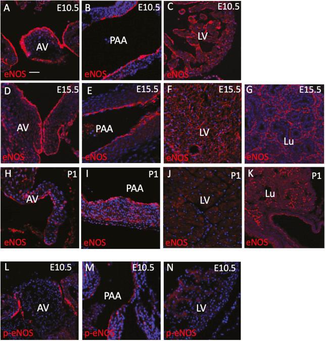 https://cdn.ncbi.nlm.nih.gov/pmc/blobs/6b14/10846539/079d780c600b/dmm-17-050265-g7.jpg