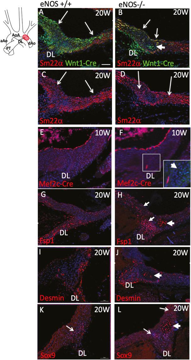 https://cdn.ncbi.nlm.nih.gov/pmc/blobs/6b14/10846539/181534ccdaa5/dmm-17-050265-g4.jpg