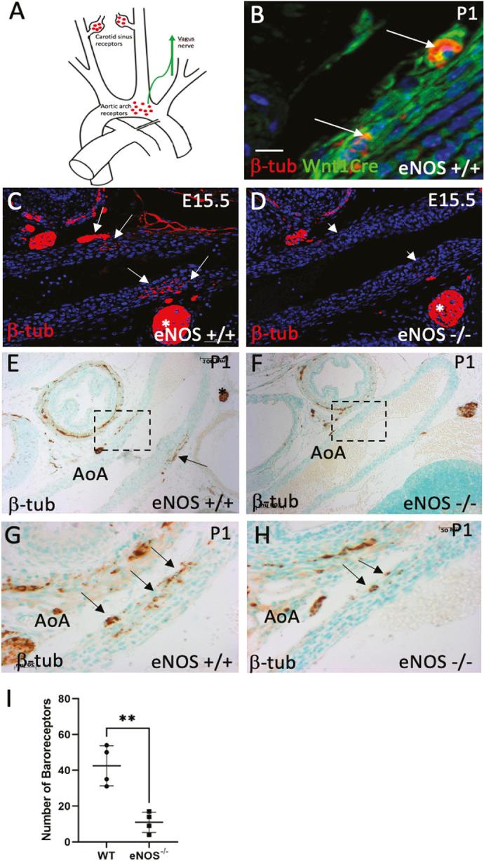 https://cdn.ncbi.nlm.nih.gov/pmc/blobs/6b14/10846539/bf3007fde8c3/dmm-17-050265-g6.jpg
