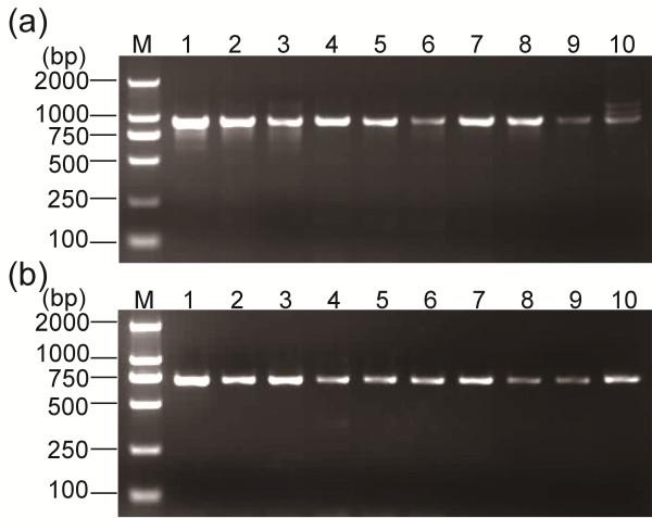 https://cdn.ncbi.nlm.nih.gov/pmc/blobs/6b14/3480951/00fa05b6b315/1756-3305-5-209-7.jpg