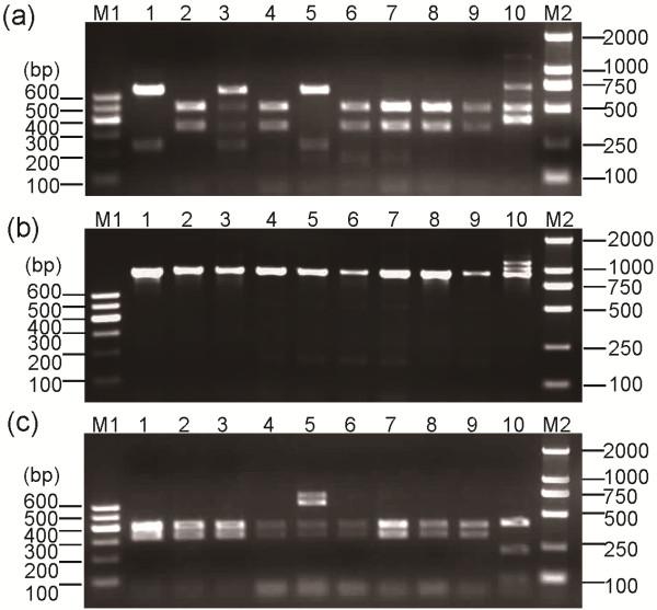 https://cdn.ncbi.nlm.nih.gov/pmc/blobs/6b14/3480951/164add08e59a/1756-3305-5-209-8.jpg
