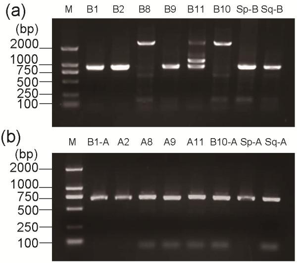 https://cdn.ncbi.nlm.nih.gov/pmc/blobs/6b14/3480951/b2c81d5ed743/1756-3305-5-209-1.jpg