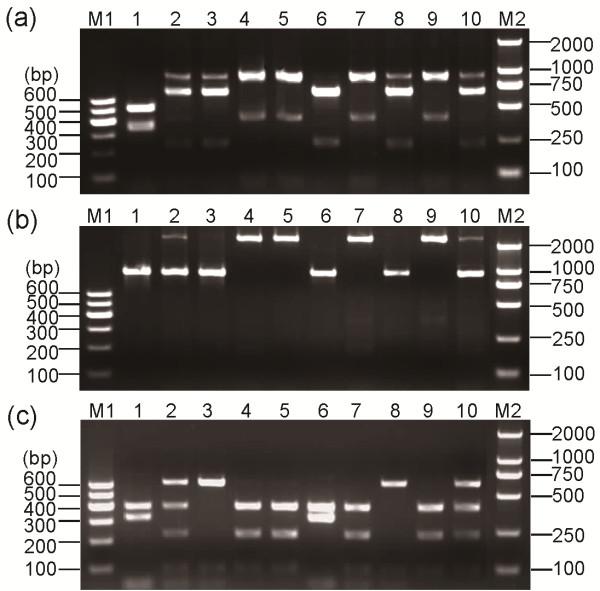 https://cdn.ncbi.nlm.nih.gov/pmc/blobs/6b14/3480951/e62e579657e9/1756-3305-5-209-6.jpg