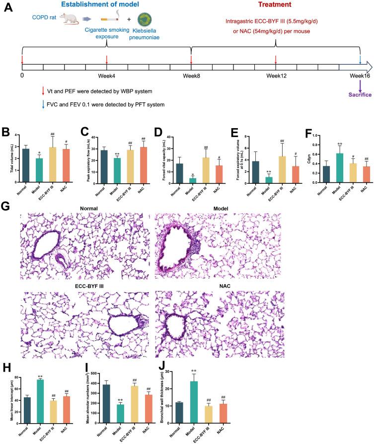 https://cdn.ncbi.nlm.nih.gov/pmc/blobs/6b16/11352541/02d0427d943f/COPD-19-1905-g0003.jpg