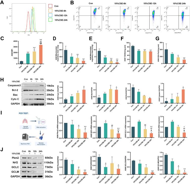 https://cdn.ncbi.nlm.nih.gov/pmc/blobs/6b16/11352541/375ccaf93a13/COPD-19-1905-g0001.jpg