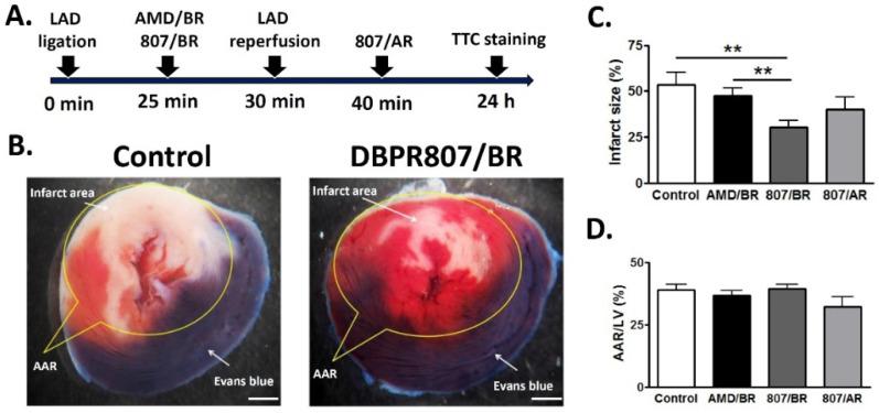 https://cdn.ncbi.nlm.nih.gov/pmc/blobs/6b16/9570210/78541f308dba/ijms-23-11730-g003.jpg