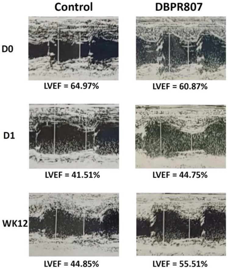 https://cdn.ncbi.nlm.nih.gov/pmc/blobs/6b16/9570210/9bda55ee8292/ijms-23-11730-g0A3.jpg