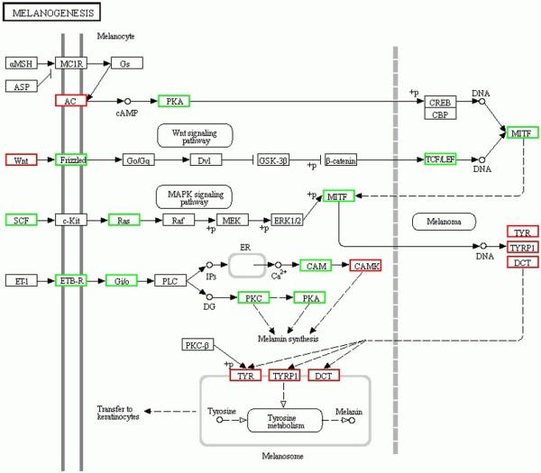 https://cdn.ncbi.nlm.nih.gov/pmc/blobs/6b18/3689618/76b7ad2f4287/1471-2164-14-389-6.jpg