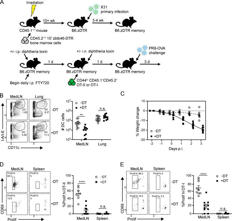 https://cdn.ncbi.nlm.nih.gov/pmc/blobs/6b1d/7534905/de8fe1ad9cb1/JEM_20200218_Fig7.jpg