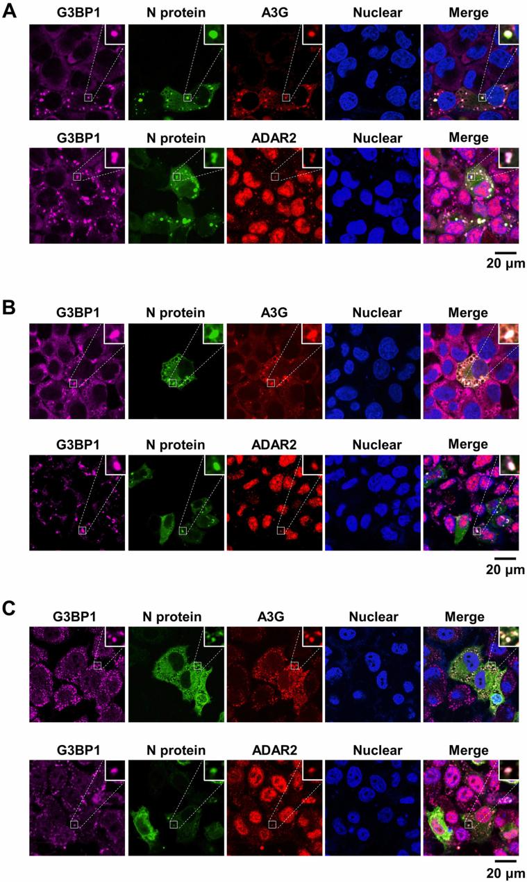 https://cdn.ncbi.nlm.nih.gov/pmc/blobs/6b1f/11649915/1c56712d3e0b/44318_2024_314_Fig8_ESM.jpg