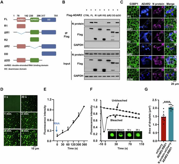 https://cdn.ncbi.nlm.nih.gov/pmc/blobs/6b1f/11649915/fc3e0190d037/44318_2024_314_Fig5_HTML.jpg