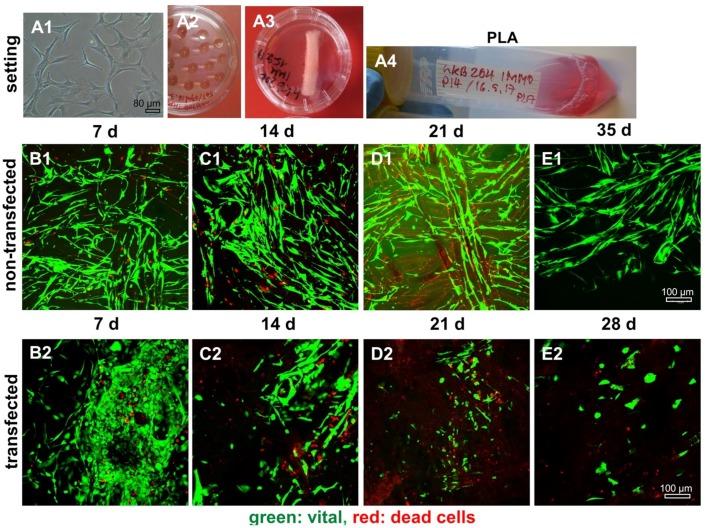 https://cdn.ncbi.nlm.nih.gov/pmc/blobs/6b24/7014138/04323aee6ff5/ijms-21-00593-g009.jpg