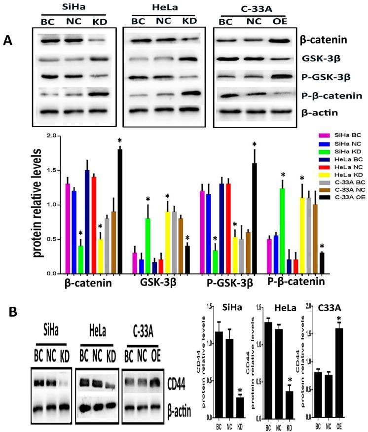 https://cdn.ncbi.nlm.nih.gov/pmc/blobs/6b25/5454830/7dae41ad83c6/ijms-18-00917-g004.jpg