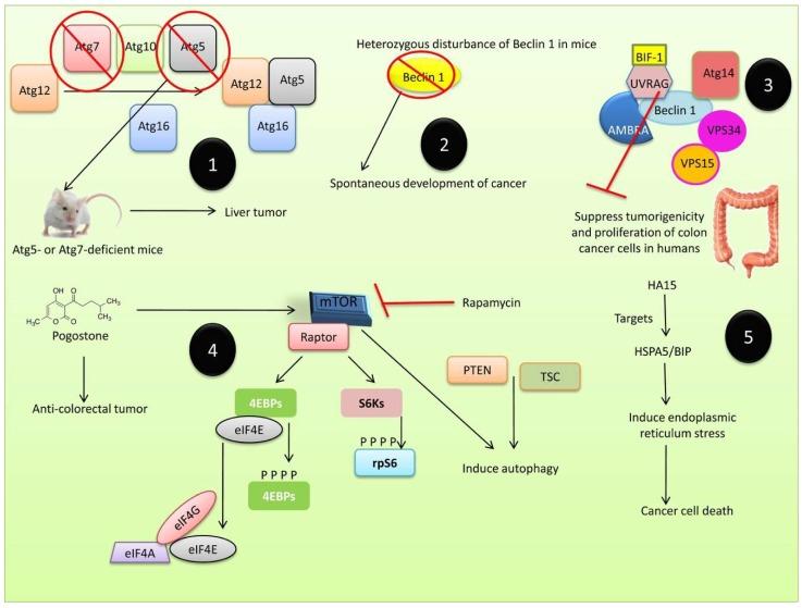 https://cdn.ncbi.nlm.nih.gov/pmc/blobs/6b25/6678135/d816ea77efc9/cells-08-00674-g006.jpg