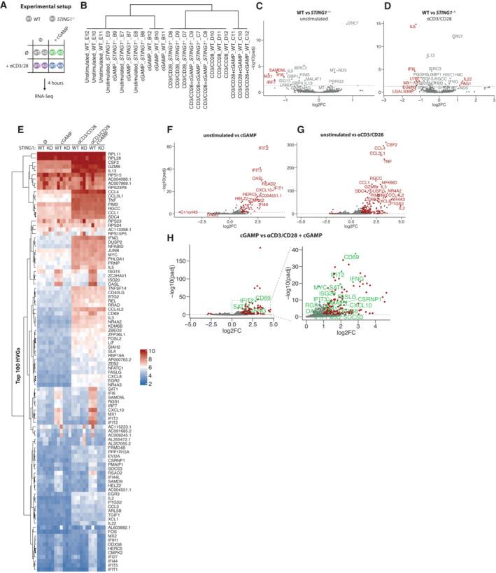 https://cdn.ncbi.nlm.nih.gov/pmc/blobs/6b2b/9986811/41f40ad757a6/EMBR-24-e55536-g011.jpg