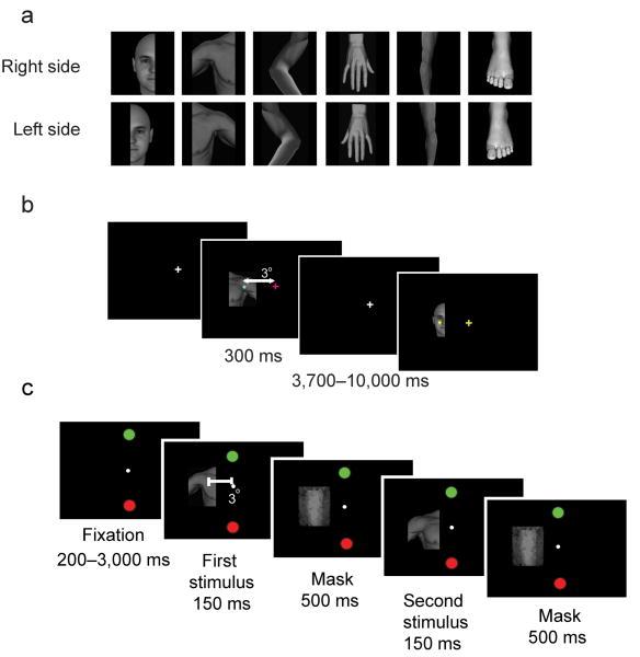 https://cdn.ncbi.nlm.nih.gov/pmc/blobs/6b2e/2846985/feb064149441/nihms170963f1.jpg