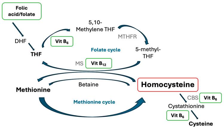 https://cdn.ncbi.nlm.nih.gov/pmc/blobs/6b30/11990291/1eefef99c1a4/nutrients-17-01122-g001.jpg