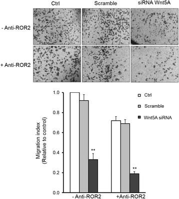 https://cdn.ncbi.nlm.nih.gov/pmc/blobs/6b32/5415827/78ec618c39d1/11658_2016_3_Fig7_HTML.jpg
