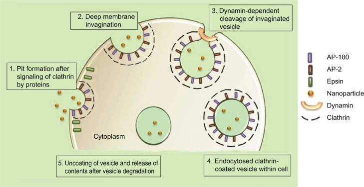 https://cdn.ncbi.nlm.nih.gov/pmc/blobs/6b34/4370919/2678353831a6/ijn-10-2191Fig3.jpg