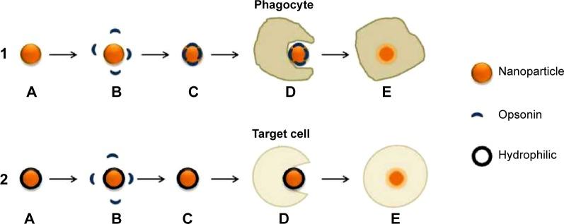 https://cdn.ncbi.nlm.nih.gov/pmc/blobs/6b34/4370919/56757974b5e6/ijn-10-2191Fig7.jpg