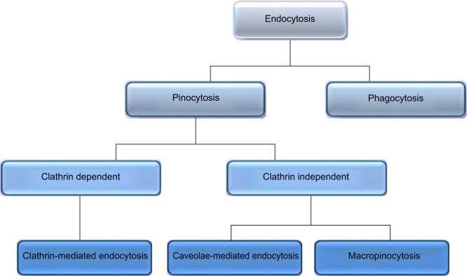 https://cdn.ncbi.nlm.nih.gov/pmc/blobs/6b34/4370919/8d7e0842e740/ijn-10-2191Fig2.jpg